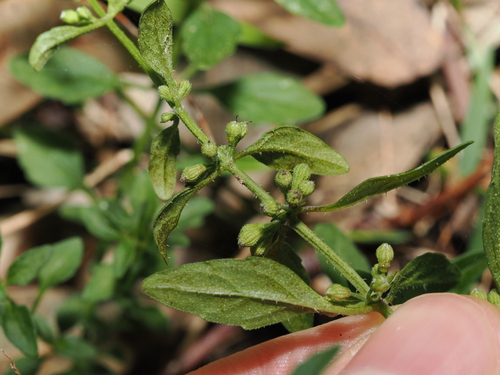 Mentha satureioides, photograph 3