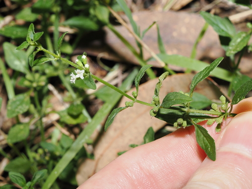 Mentha satureioides, photograph 4