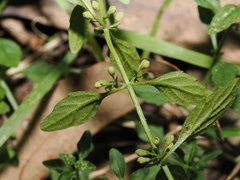 (c) Thomas Mesaglio, some rights reserved (CC BY) Mentha satureioides, photograph (c) Thomas Mesaglio, some rights reserved (CC BY)
