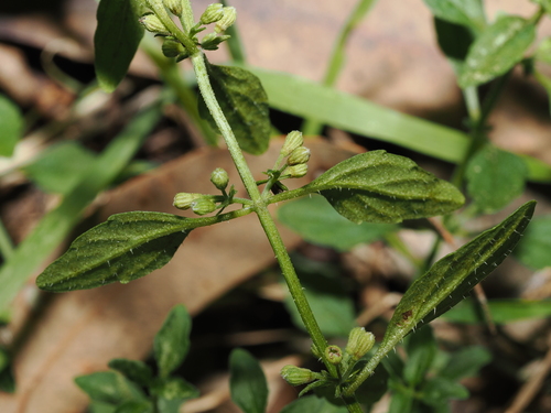 Mentha satureioides, photograph 6