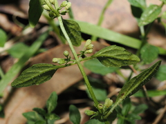 Mentha satureioides, photograph (c) Thomas Mesaglio, some rights reserved (CC BY)