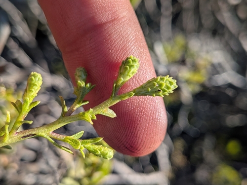 Hazardia orcuttii