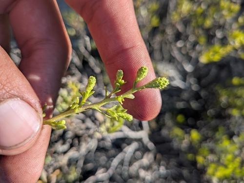 Hazardia orcuttii, photograph 1