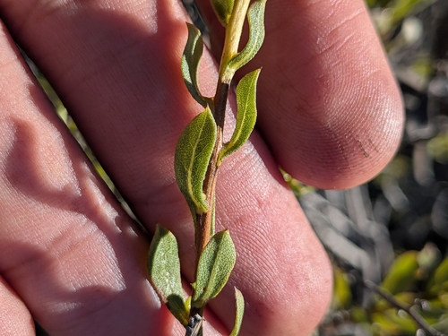 Hazardia orcuttii, photograph 2