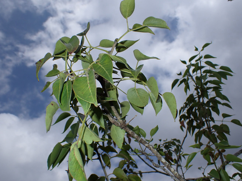 Zanthoxylum hawaiiense observed 2026-06-18
