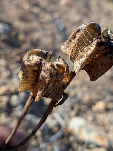 Fritillaria biflora, photograph 4