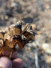 Fritillaria biflora, photograph (c) Abraham Sánchez Romero, some rights reserved (CC BY)