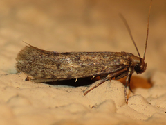 Acrolophinae