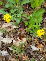 Lithospermum caroliniense croceum