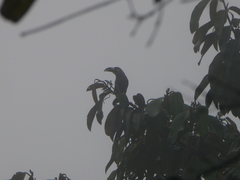 Andigena laminirostris