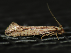 Ypsolopha sp-sw
