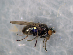 Hydrellia albilabris