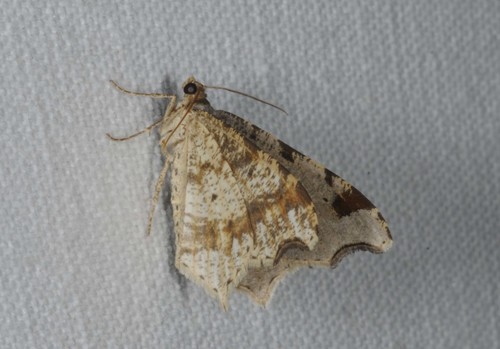 Sharp-angled Peacock Moth, photo 7 of 8