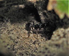 Poneracantha triangularis