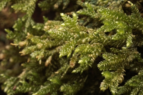 Camptochaete arbuscula observed 2026-06-20
