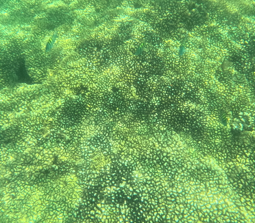 Pocillopora elegans observed 2026-06-16