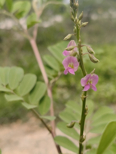 Tephrosia purpurea, photograph 5