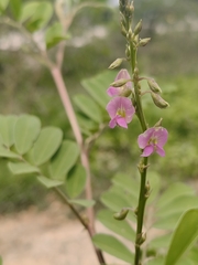 author not stated, no rights reserved Tephrosia purpurea, photograph author not stated, no rights reserved