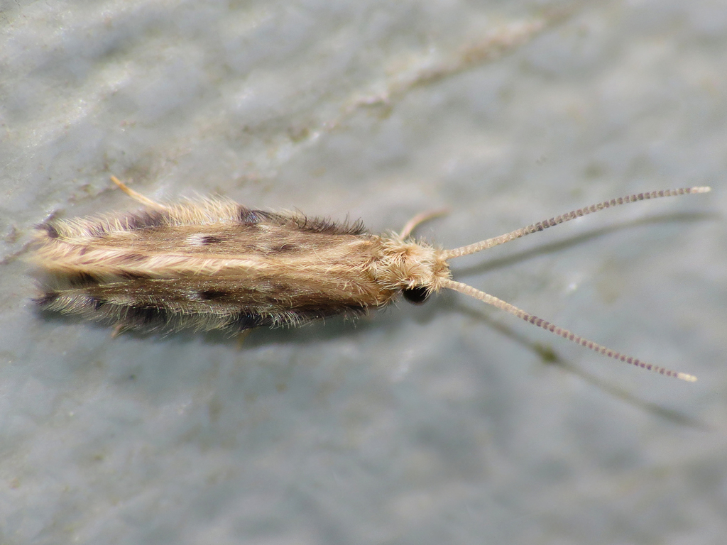 Microcaddisflies