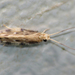 Microcaddisflies - Photo (c) C. Mallory, some rights reserved (CC BY-NC), uploaded by C. Mallory