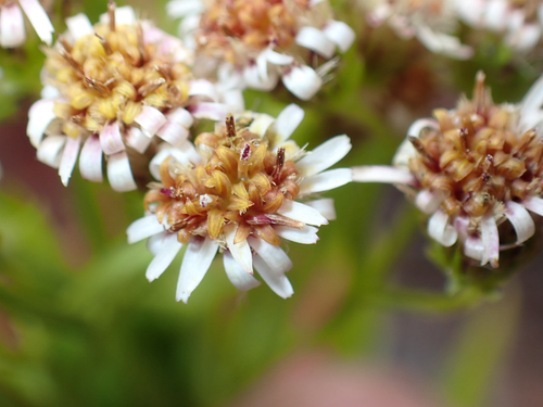 Tetramolopium consanguineum observed 2026-06-18