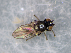 Hydrellia albilabris