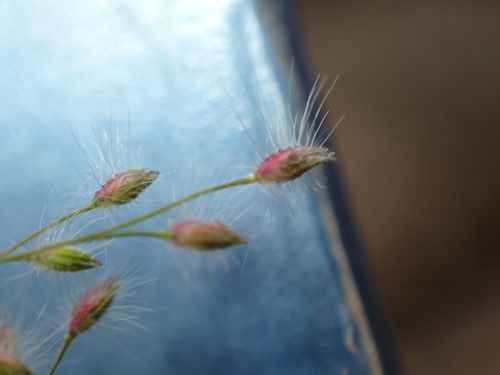 Panicum pellitum observed 2026-06-18