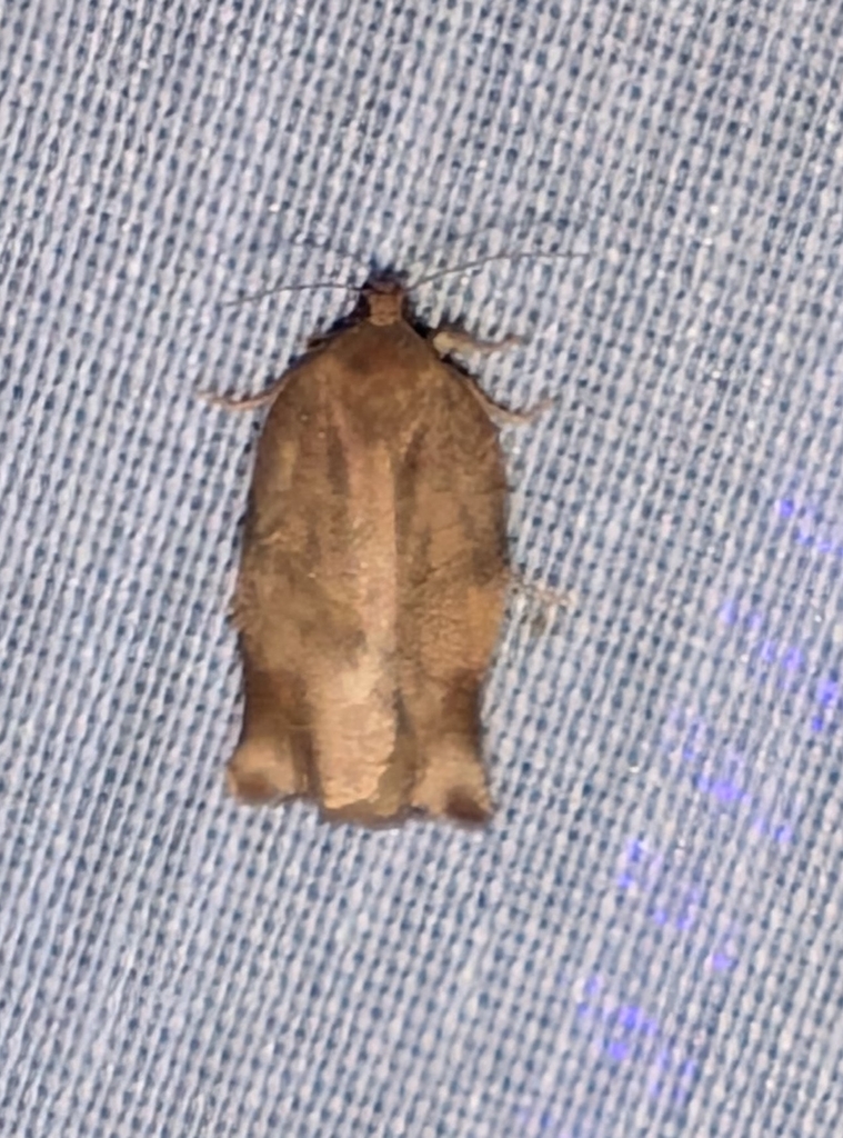 Oblique-banded Leafroller Moth