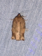 Oblique-banded Leafroller Moth