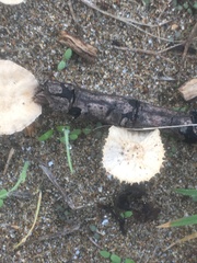 Paramarasmius mesosporus