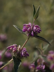 Phlomis herba-venti