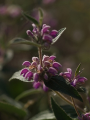 Phlomis herba-venti