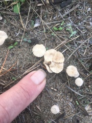 Paramarasmius mesosporus