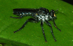 Notiolaphria microtheres