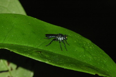 Notiolaphria microtheres