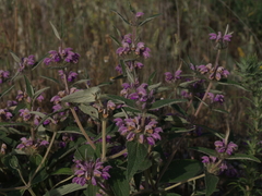 Phlomis herba-venti