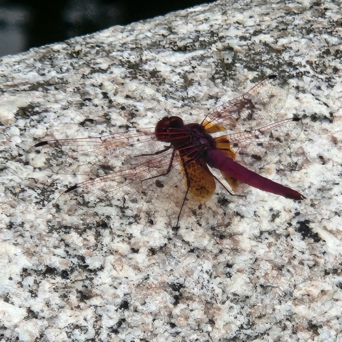 Crimson Marsh Glider