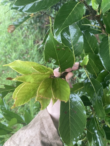 Quercus acuta observed 2026-06-20
