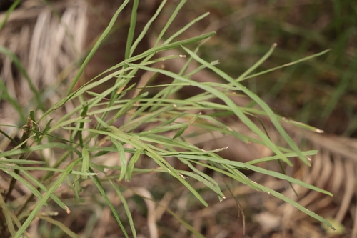 Carmichaelia australis observed 2026-06-20