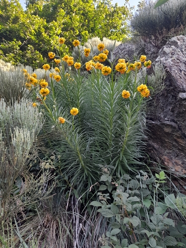 Lilium pyrenaicum, photograph 4