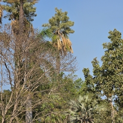 Corypha utan, photograph (c) Martin Rady, some rights reserved (CC BY)