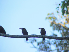 Galbalcyrhynchus leucotis
