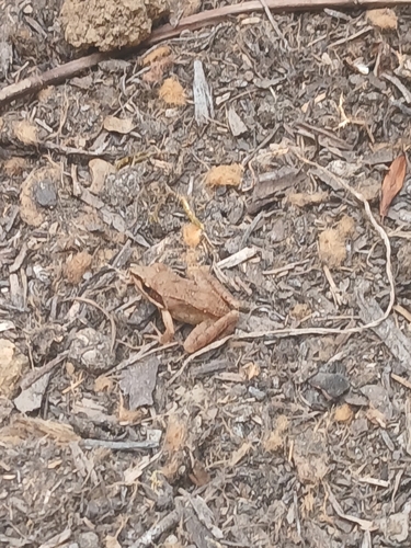 Agile Frog