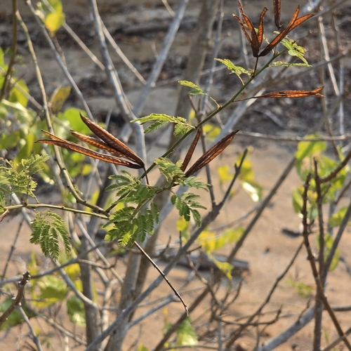 Desmanthus pernambucanus, photograph 1