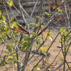 Desmanthus pernambucanus, photograph (c) Martin Rady, some rights reserved (CC BY)