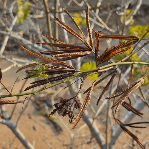 Desmanthus pernambucanus, photograph 2