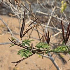 Desmanthus pernambucanus, photograph (c) Martin Rady, some rights reserved (CC BY)
