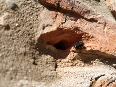 Melecta albifrons