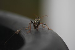 Neoclytus scutellaris