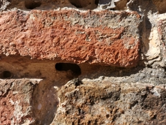Melecta albifrons